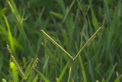 Paspalum notatum, photographed by Kevin Faccenda