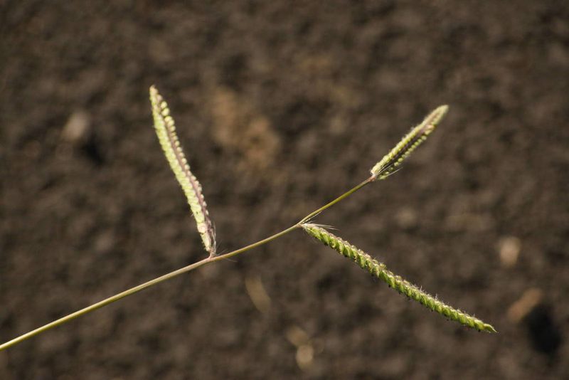 Paspalum dilatatum, photographed by Kevin Faccenda