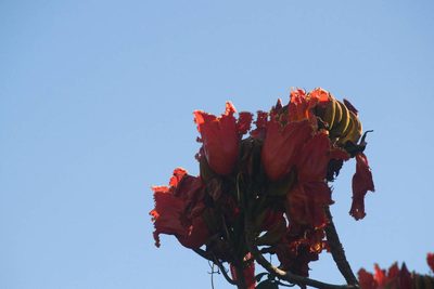 Spathodea campanulata