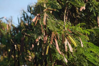Leucaena leucocephala, photographed by Kevin Faccenda