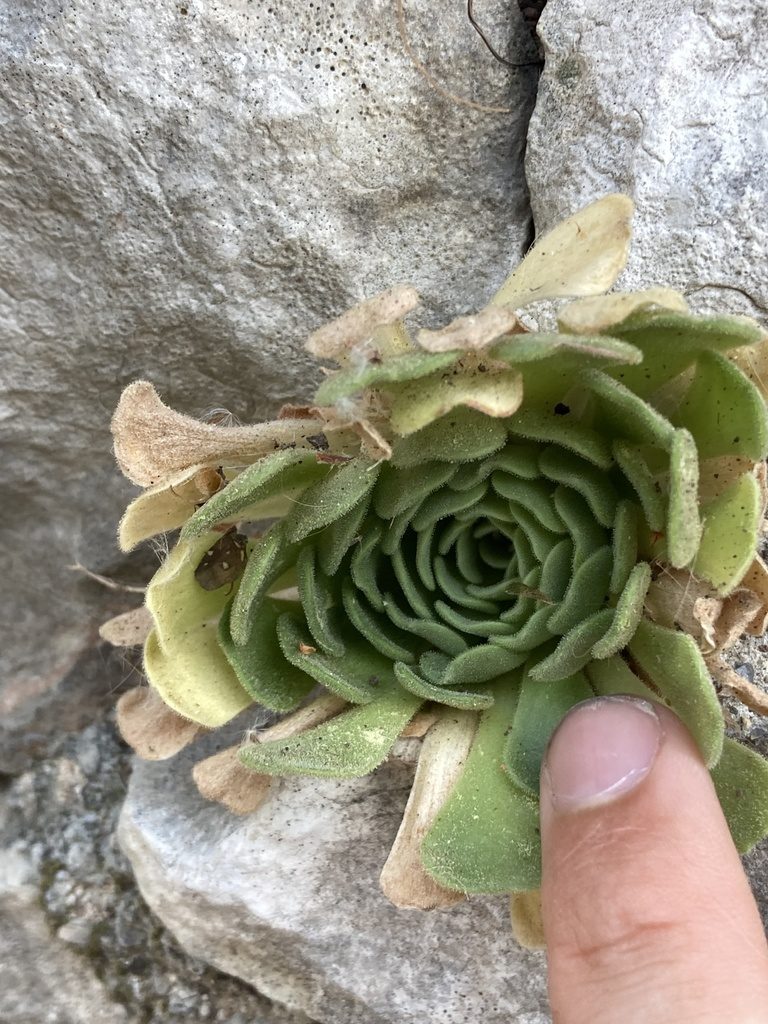 Rosularia globulariifolia, photographed by John Kenrick Gibson