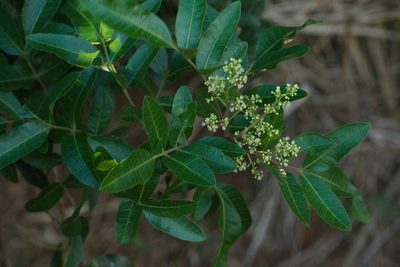 Schinus terebinthifolia, photographed by Kevin Faccenda