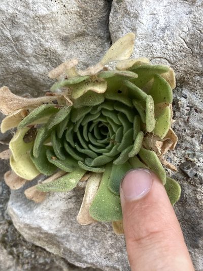 Rosularia globulariifolia, photographed by John Kenrick Gibson