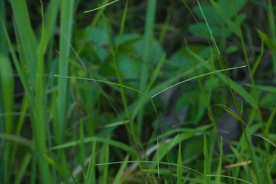 Paspalum conjugatum, photographed by Kevin Faccenda