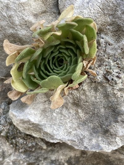 Rosularia globulariifolia, photographed by John Kenrick Gibson