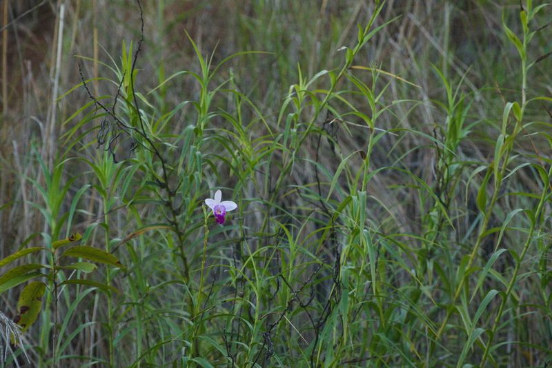 Arundina graminifolia, photographed by Kevin Faccenda
