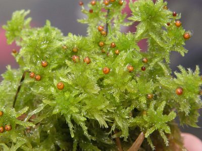 Sphagnum tenellum, photographed by Rafael Medina