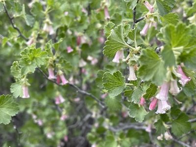 Ribes cereum, photographed by Henrik Kibak
