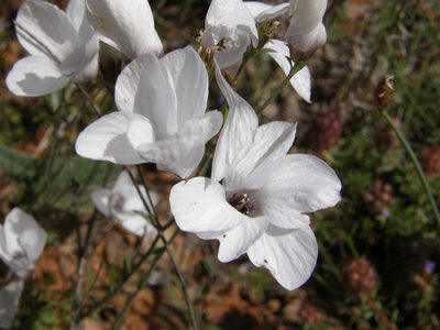 Linum suffruticosum, photographed by Rafael Medina