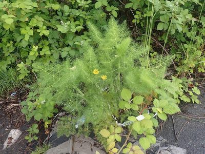 Foeniculum vulgare, photographed by giantcicada