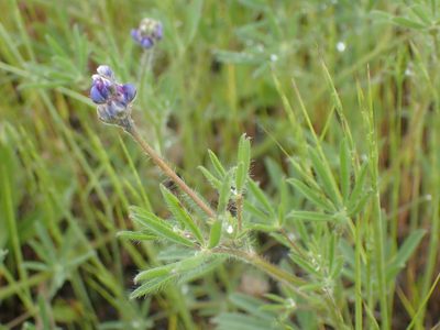 Lupinus bicolor, photographed by giantcicada