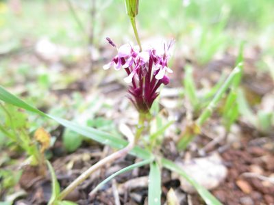 Valeriana cornucopiae, photographed by Ricardo Lima