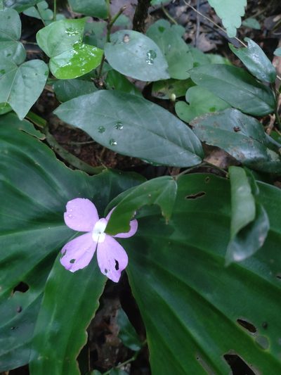 Kaempferia pulchra, photographed by Utain Pummarin