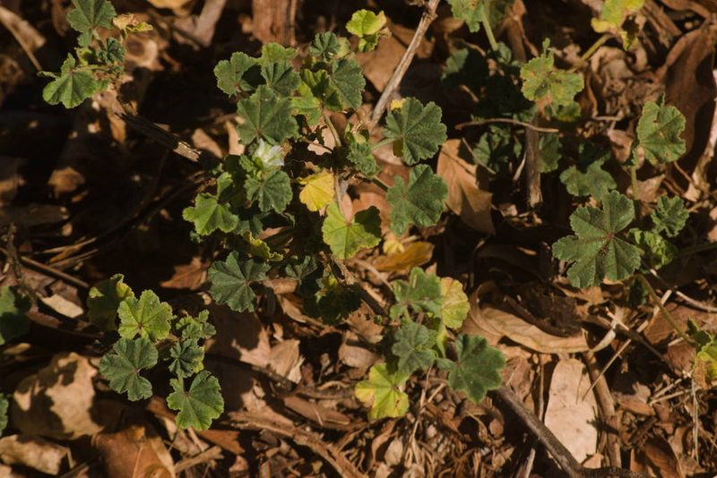 Malva parviflora, photographed by Kevin Faccenda