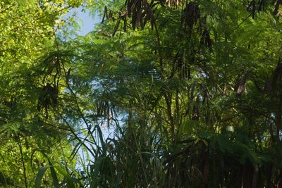 Leucaena leucocephala, photographed by Kevin Faccenda