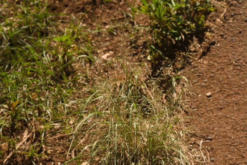 Eragrostis tenuifolia, photographed by Kevin Faccenda