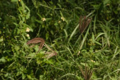 Chloris barbata, photographed by Kevin Faccenda