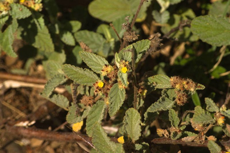 Waltheria indica, photographed by Kevin Faccenda