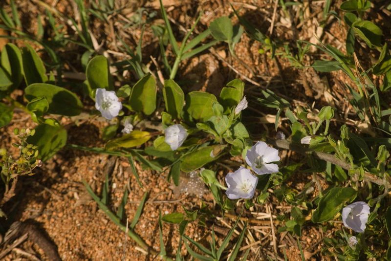 Jacquemontia sandwicensis, photographed by Kevin Faccenda