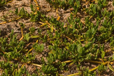 Sesuvium portulacastrum, photographed by Kevin Faccenda