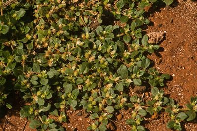 Alternanthera pungens