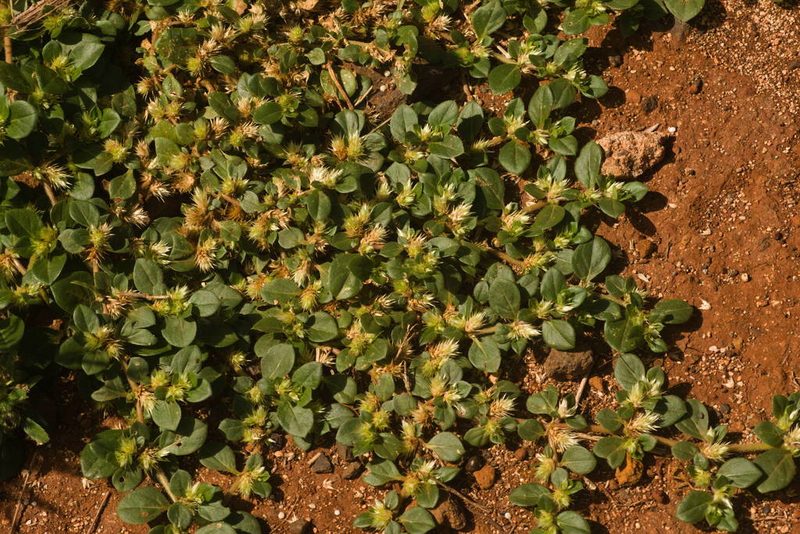 Alternanthera pungens, photographed by Kevin Faccenda