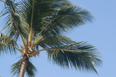 Cocos nucifera, photographed by Kevin Faccenda