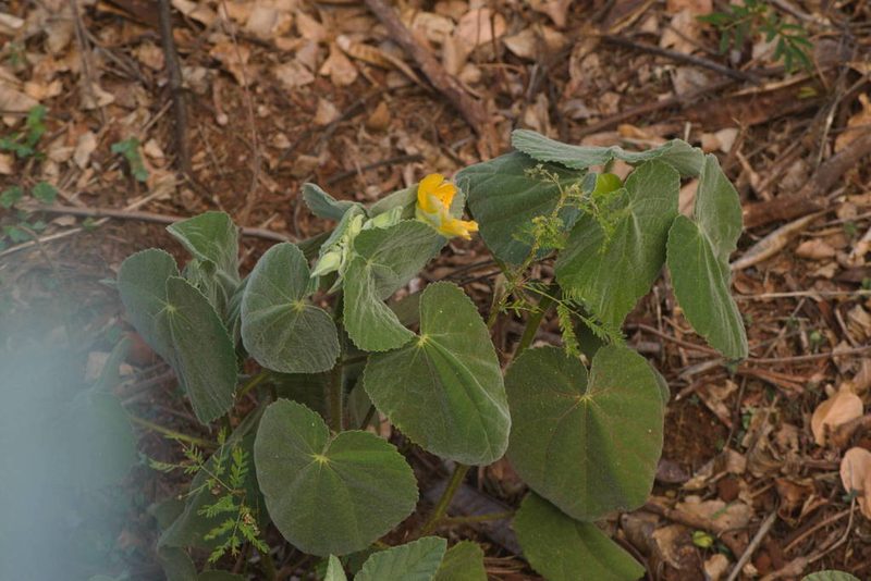 Abutilon grandifolium, photographed by Kevin Faccenda