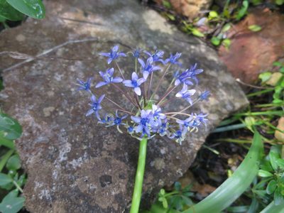 Scilla peruviana, photographed by Ricardo Lima