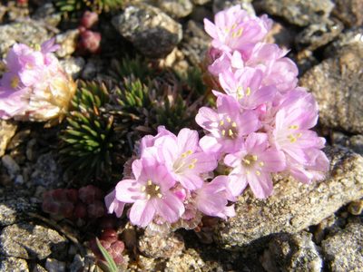 Armeria caespitosa, photographed by Rafael Medina