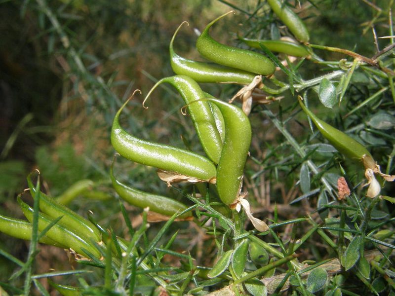 Genista falcata, photographed by Rafael Medina