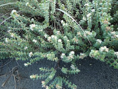 Pimelea villosa, photographed by Arnim Littek