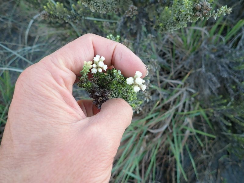 Ozothamnus leptophyllus, photographed by Arnim Littek