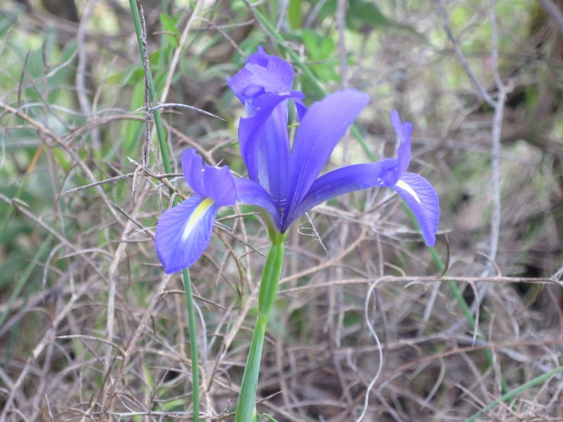 Iris xiphium, photographed by Ricardo Lima