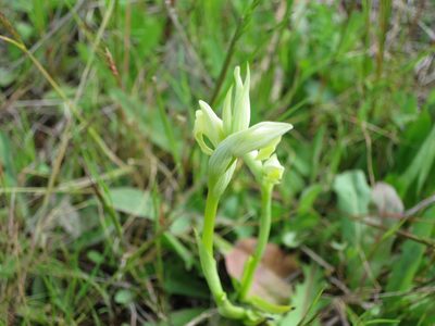 Serapias parviflora, photographed by Ricardo Lima