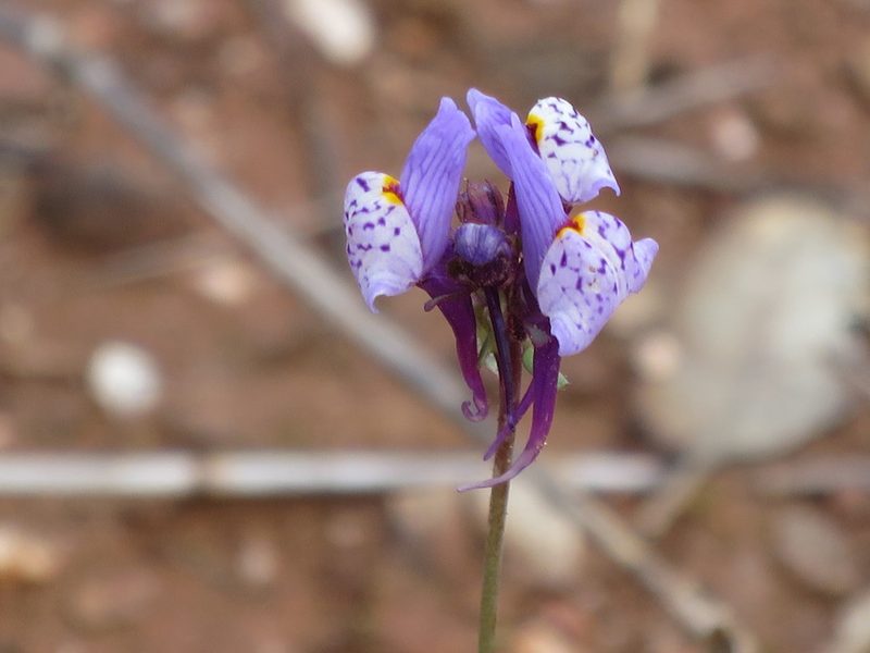 Linaria amethystea, photographed by Ricardo Lima