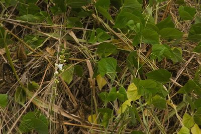 Neonotonia wightii, photographed by Kevin Faccenda