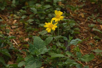 Verbesina encelioides