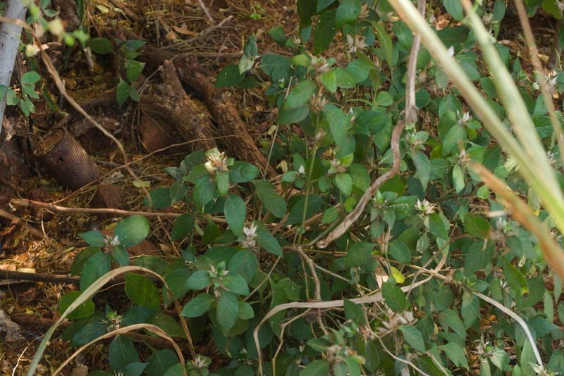 Barleria cristata, photographed by Kevin Faccenda