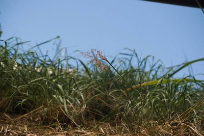 Melinis repens, photographed by Kevin Faccenda