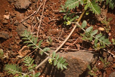 Tribulus terrestris, photographed by Kevin Faccenda