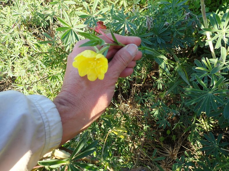 Oenothera stricta, photographed by Arnim Littek
