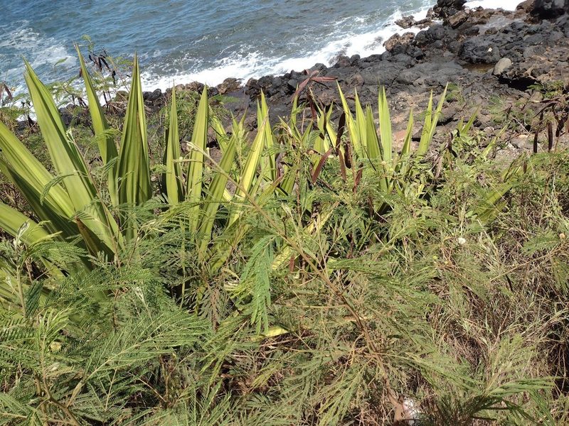 Furcraea foetida, photographed by Kevin Faccenda