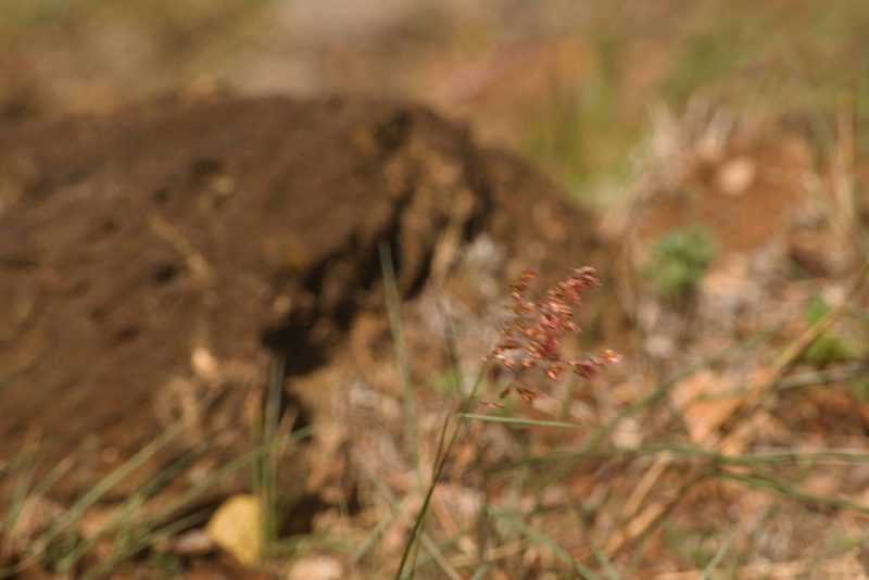 Melinis repens, photographed by Kevin Faccenda