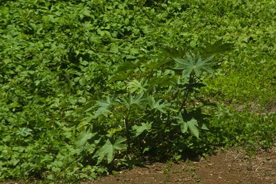 Ricinus communis, photographed by Kevin Faccenda