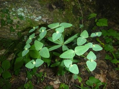Euphorbia dulcis, photographed by Gabriel Mayrhofer