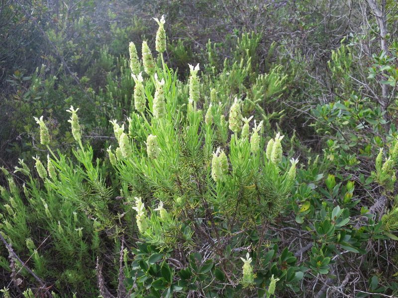 Lavandula viridis, photographed by Ricardo Lima