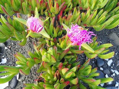 Carpobrotus chilensis