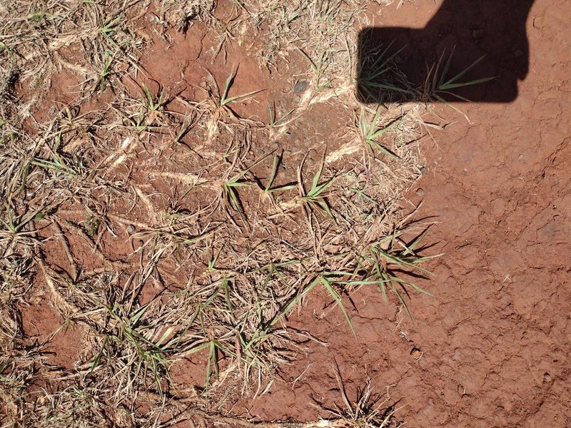 Paspalum notatum, photographed by Kevin Faccenda
