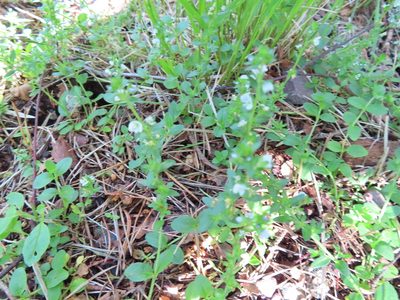 Veronica serpyllifolia, photographed by Anne Thomson